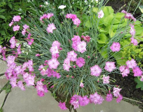 Гвоздика перистая обрезка. Перистая махровая гвоздика