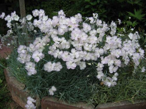 Гвоздика перистая обрезка. Перистая махровая гвоздика