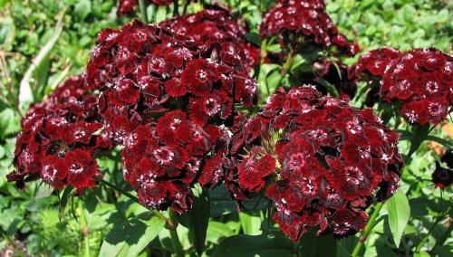 Гвоздика турецкая однолетник или многолетник. Турецкая гвоздика: бархат лепестков и аромат из детства