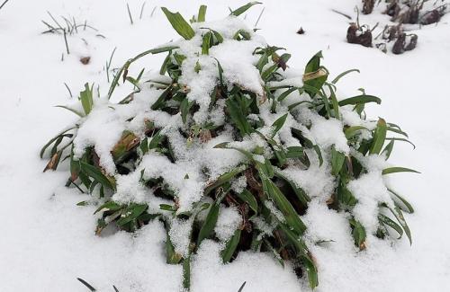 Гвоздика турецкая однолетник или многолетник. Турецкая гвоздика: бархат лепестков и аромат из детства