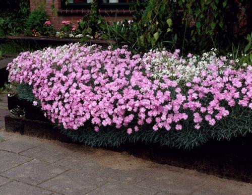 Как пересадить многолетнюю гвоздику. Возможные варианты 13 Как пересадить многолетнюю гвоздику. Возможные варианты 13