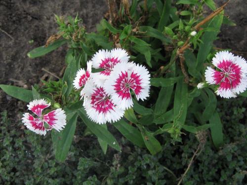 Гвоздика перистая обрезка. Перистая махровая гвоздика