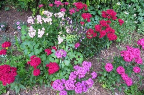 Гвоздика турецкая однолетник или многолетник. Турецкая гвоздика: бархат лепестков и аромат из детства