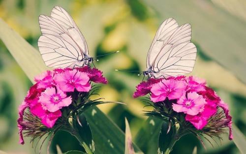 Гвоздика турецкая однолетник или многолетник. Турецкая гвоздика: бархат лепестков и аромат из детства