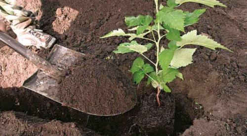 Как сажать малину ремонтантную. Когда лучше сажать малину ремонтантную: весной или осенью