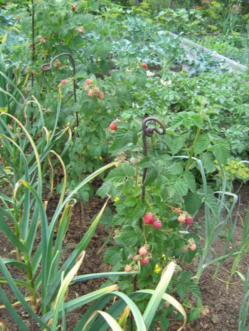 Где лучше сажать малину в тени или на солнце. Как выбрать место для посадки садовой малины?