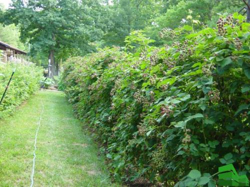 Как посадить малину вдоль забора. Малина для живой изгороди