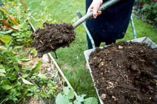 Где лучше сажать малину в тени или на солнце. Как выбрать место для посадки садовой малины?