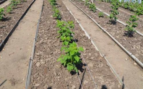 Где лучше сажать малину в тени или на солнце. Как выбрать место для посадки садовой малины?