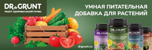 На какую глубину сажать малину осенью. Когда и как сажать малину осенью