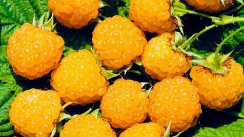 Когда лучше сажать малину весной или осенью в средней полосе. Лучшие сорта малины для средней полосы России