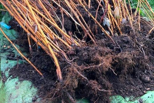 На какую глубину сажать малину осенью. Когда и как сажать малину осенью