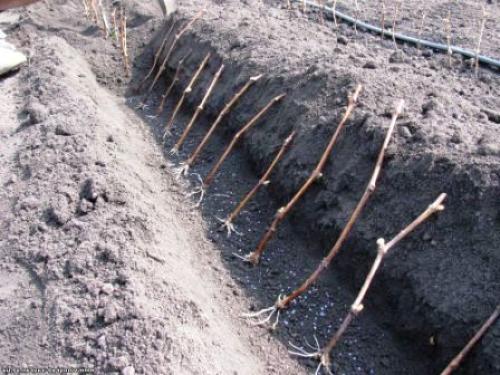 Что такое школка для цветов и как ее сделать. Устройство череночника / школки для растений 03 Что такое школка для цветов и как ее сделать. Устройство череночника / школки для растений 03