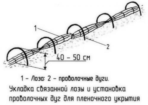 Как прикопать саженцы винограда на зиму. Прикопка винограда на зиму землей