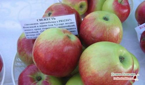 Яблочное варенье с апельсином. Янтарное яблочное варенье с апельсином — простой рецепт