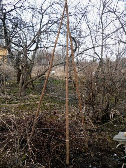 ЛИМОННИК китайский раскрыл мне все свои КАПРИЗЫ.. Операция Спасение лимонника