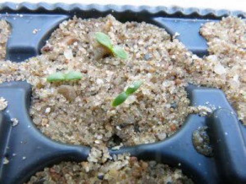 Как вырастить песчаную гвоздику на садовом участке. Как посадить гвоздику песчаную семенами на рассаду