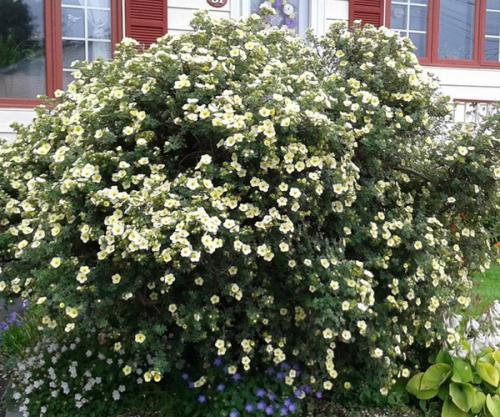 Лапчатка когда обрезать. Последовательность работы: 03 Лапчатка когда обрезать. Последовательность работы: 03