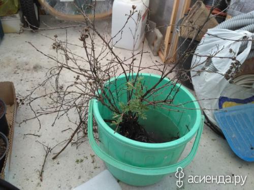 Лапчатка засохла. Погибает лапчатка