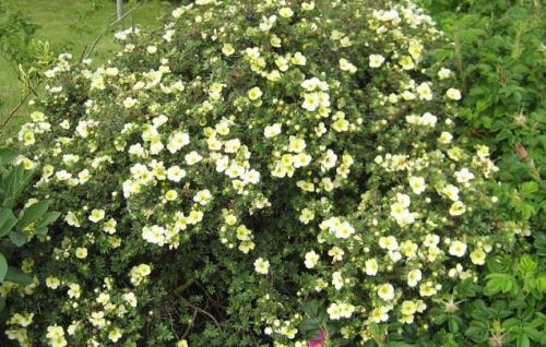 Как обрезать лапчатку осенью. Уход за лапчаткой осенью: что нужно учесть?