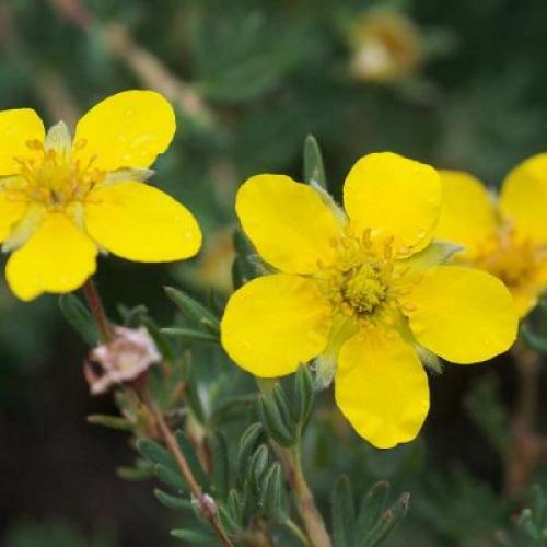 Лапчатка когда обрезать. Последовательность работы: 12 Лапчатка когда обрезать. Последовательность работы: 12