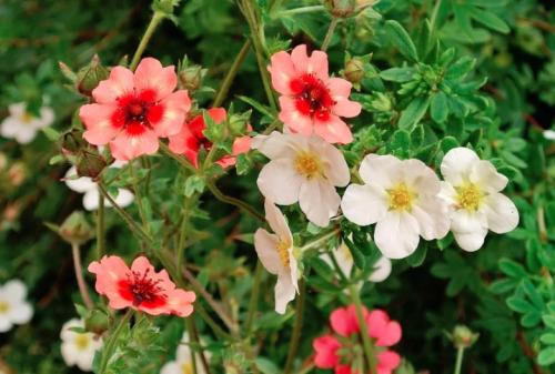 Летняя обрезка лапчатки. Обрезка лапчатки