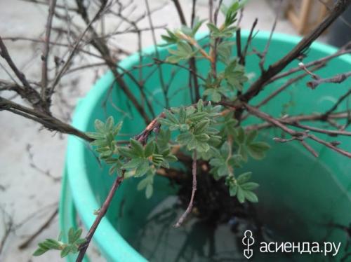 Лапчатка засохла. Погибает лапчатка