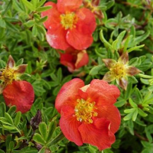 Лапчатка когда обрезать. Последовательность работы: 13 Лапчатка когда обрезать. Последовательность работы: 13