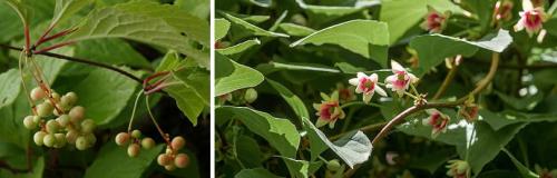 Как выбрать подходящее место для посадки лимонника. ПОСАДКА ЛИМОННИКА КИТАЙСКОГО