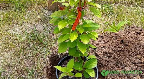 Основные правила посадки и ухода за лимонником 05 Основные правила посадки и ухода за лимонником 05