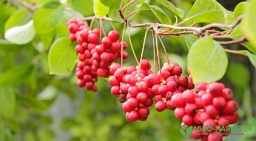 Основные правила посадки и ухода за лимонником 03 Основные правила посадки и ухода за лимонником 03