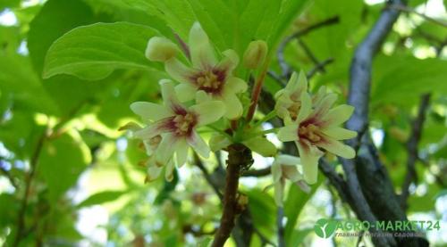 Основные правила посадки и ухода за лимонником 04 Основные правила посадки и ухода за лимонником 04