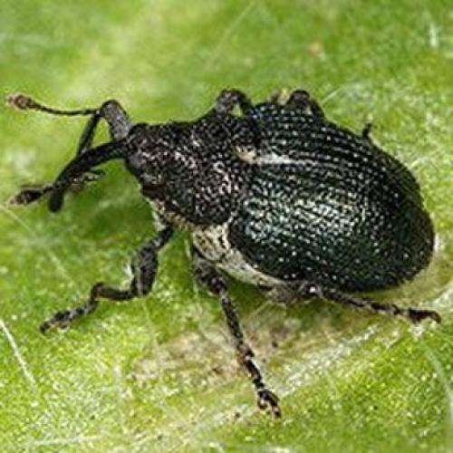 Луковый скрытнохоботник: биология, развитие и эффективные методы борьбы 01