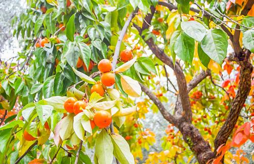 Хурма Королек описание сорта. Как правильно ухаживать за хурмой, чтобы сохранить урожайность