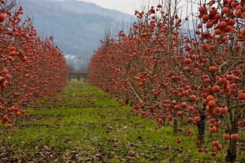 Хурма Королек – характеристики, применение, интересные факты