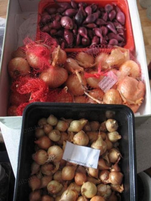 Можно ли хранить лук в морозильной камере