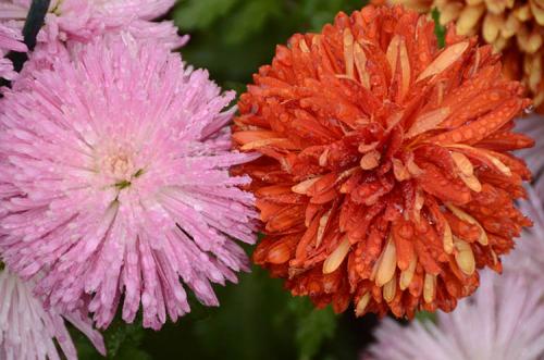 Когда проходит Бал хризантем в Никитском ботаническом саду