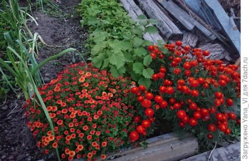 Какие сорта хризантем наиболее устойчивы к морозам