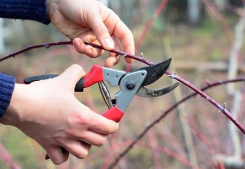 Как обеспечить долгосрочную сохранность ягод после сбора с кустарников на даче
