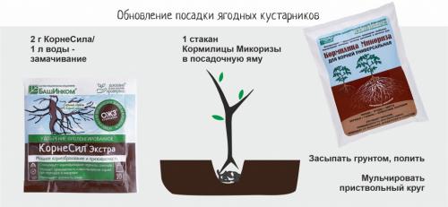 Какие условия необходимы для правильного роста ягодных кустарников