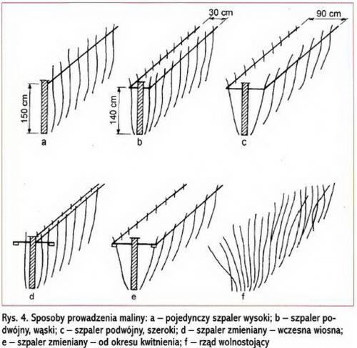 Как изготовить основу шпалеры для малины