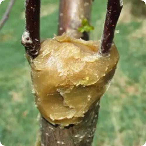 Что такое формирование кроны груши