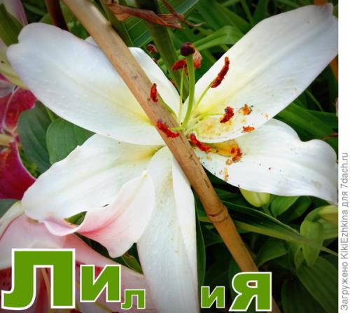 Как выбрать место для посадки лилий, учитывая сезон